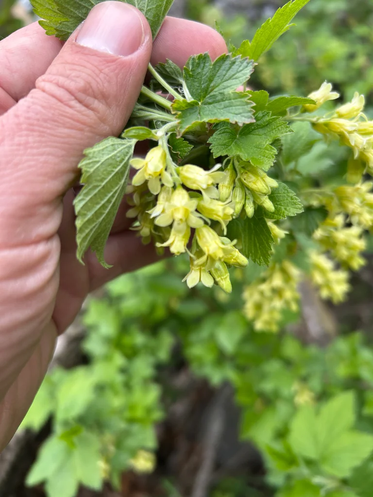 Ribes Americanum
