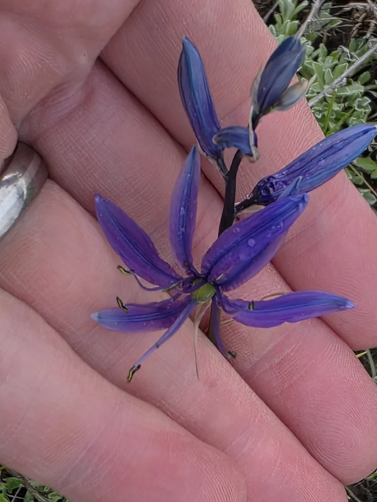 Camassia Quamash