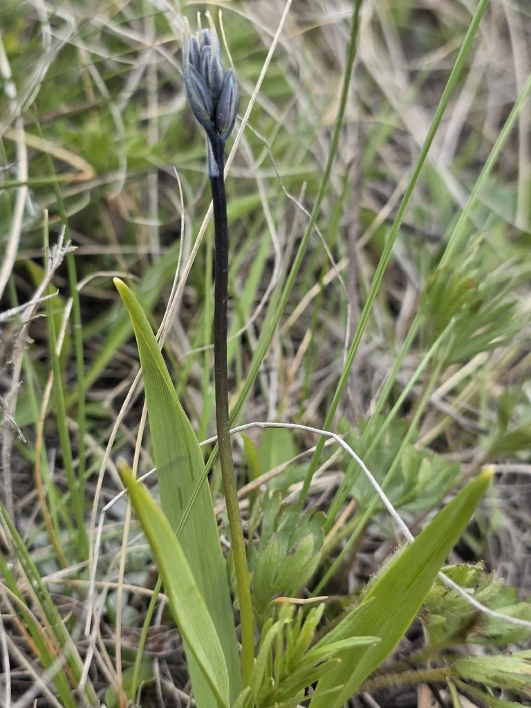 Camassia Quamash