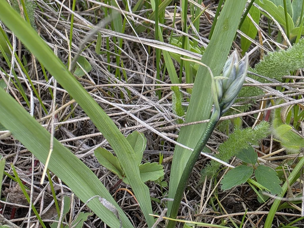 Camassia Quamash