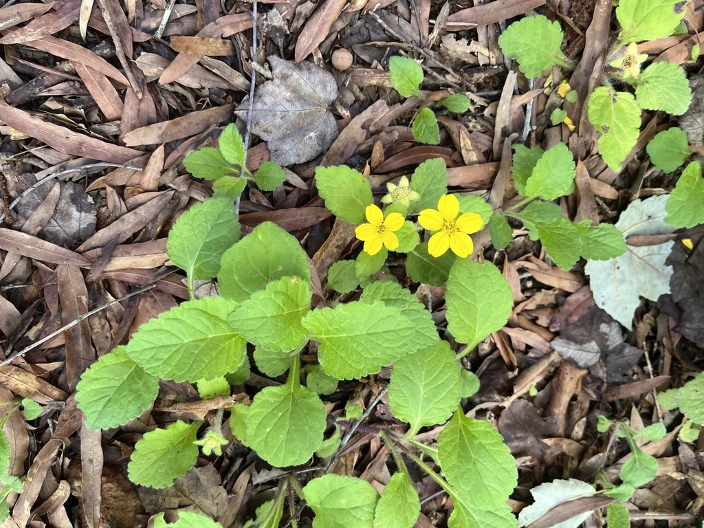Chrysogonum Virginianum