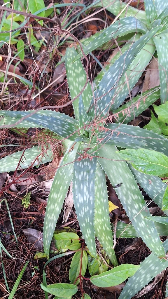 Aloe Maculata