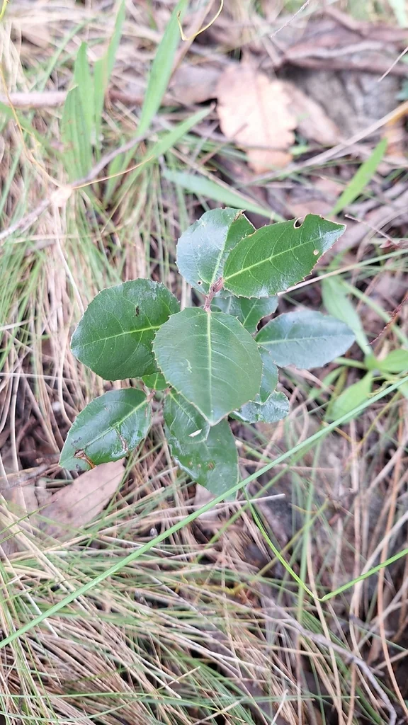 Rhamnus Alaternus
