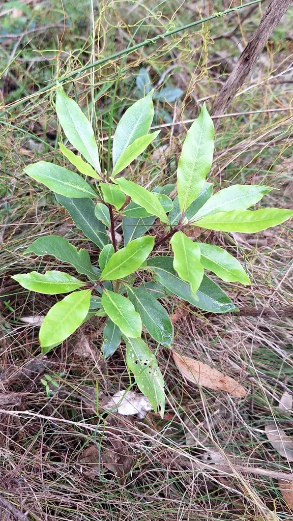 Pittosporum Undulatum