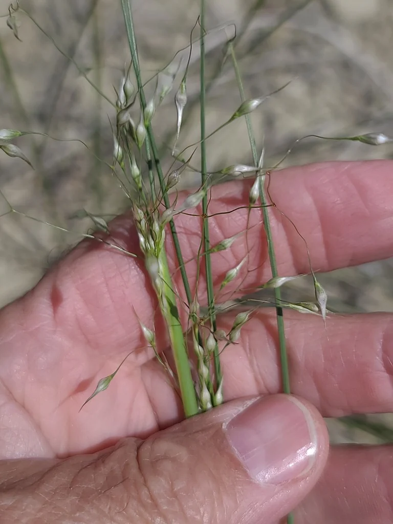 Achnatherum hymenoides