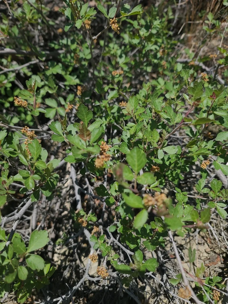 Rhus trilobata