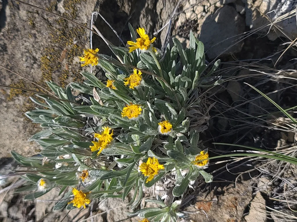 Tetraneuris Acaulis