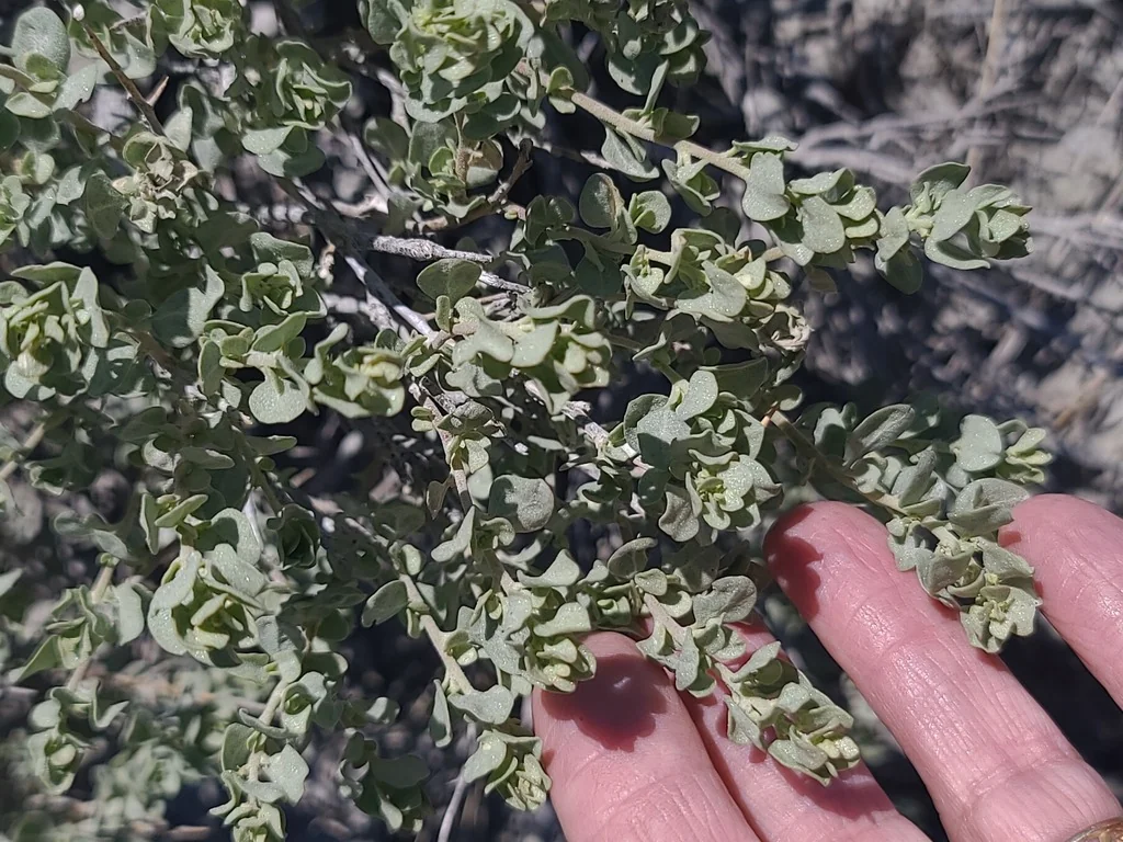 Atriplex Confertifolia