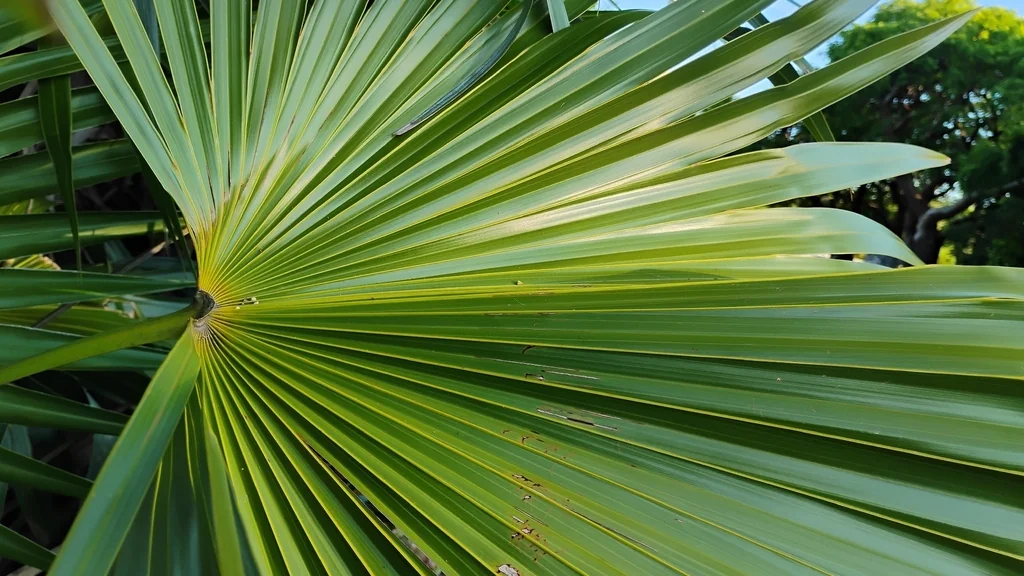 Leucothrinax Morrisii