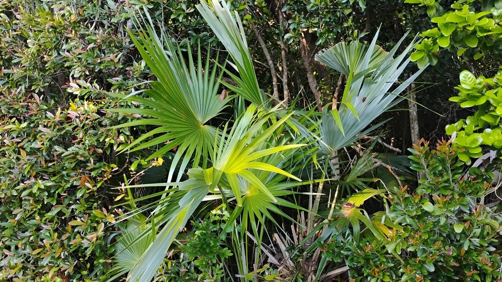 Leucothrinax Morrisii