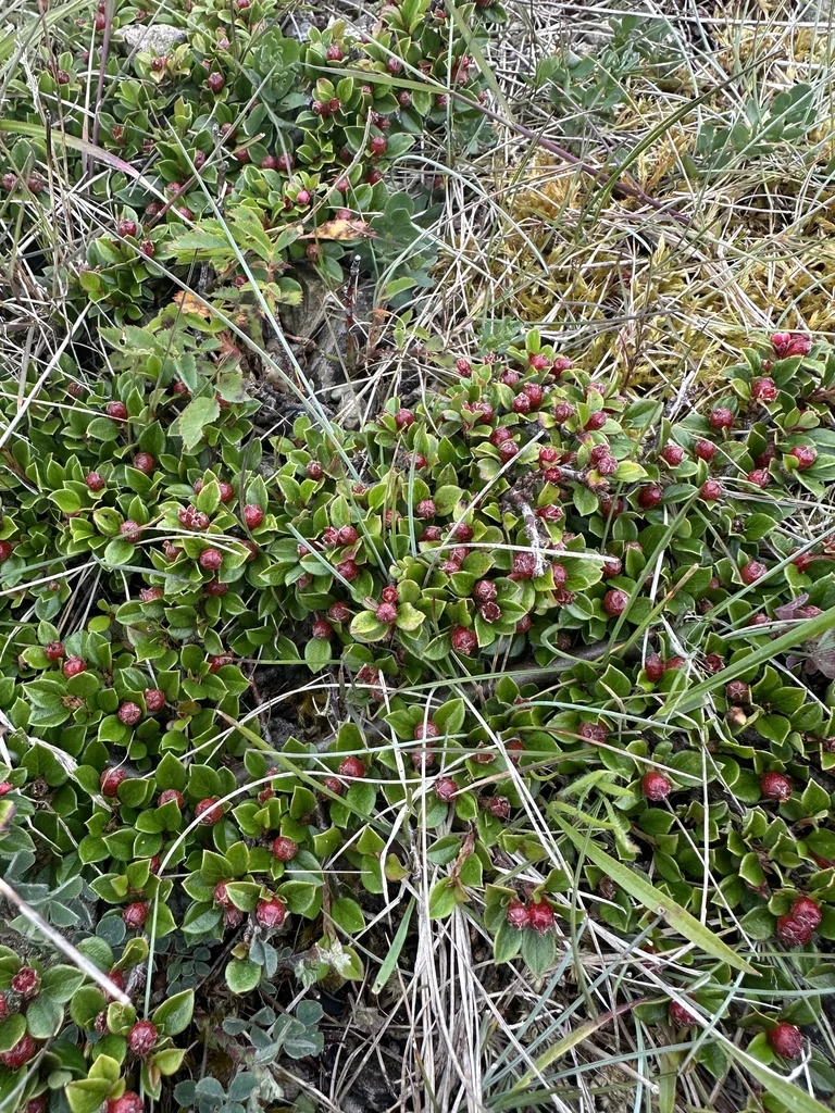 Cotoneaster Horizontalis