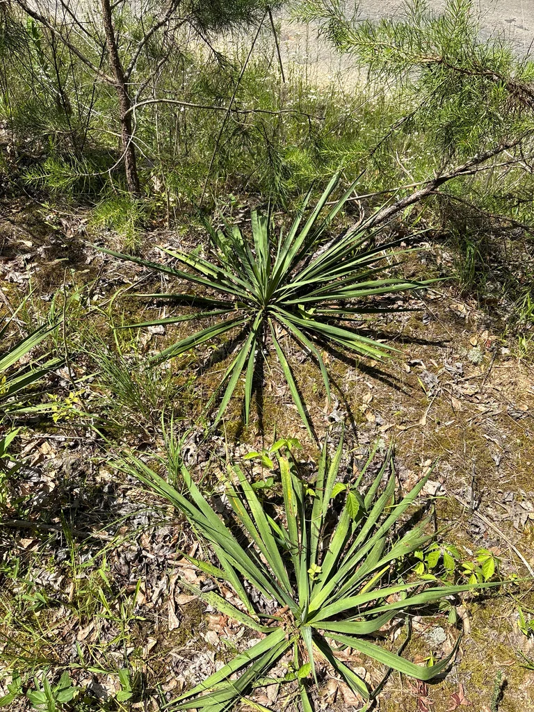 Yucca Filamentosa