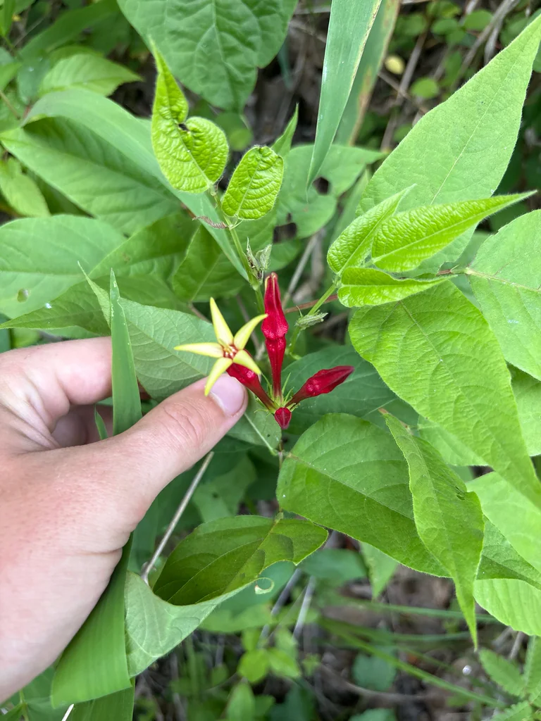 Spigelia marilandica