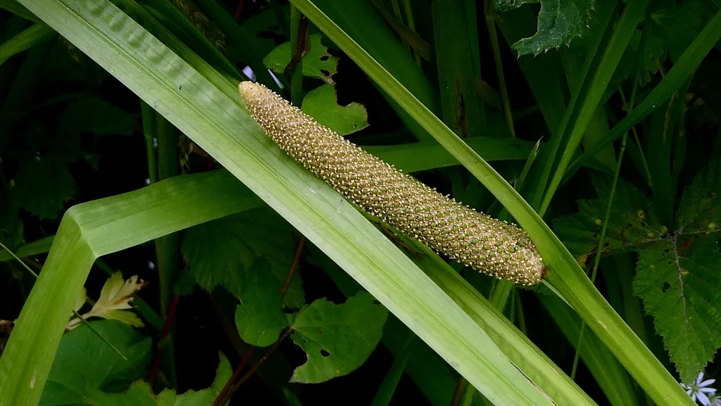 Acorus Calamus