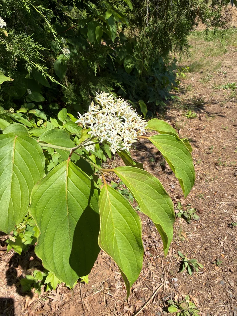 Cornus Amomum