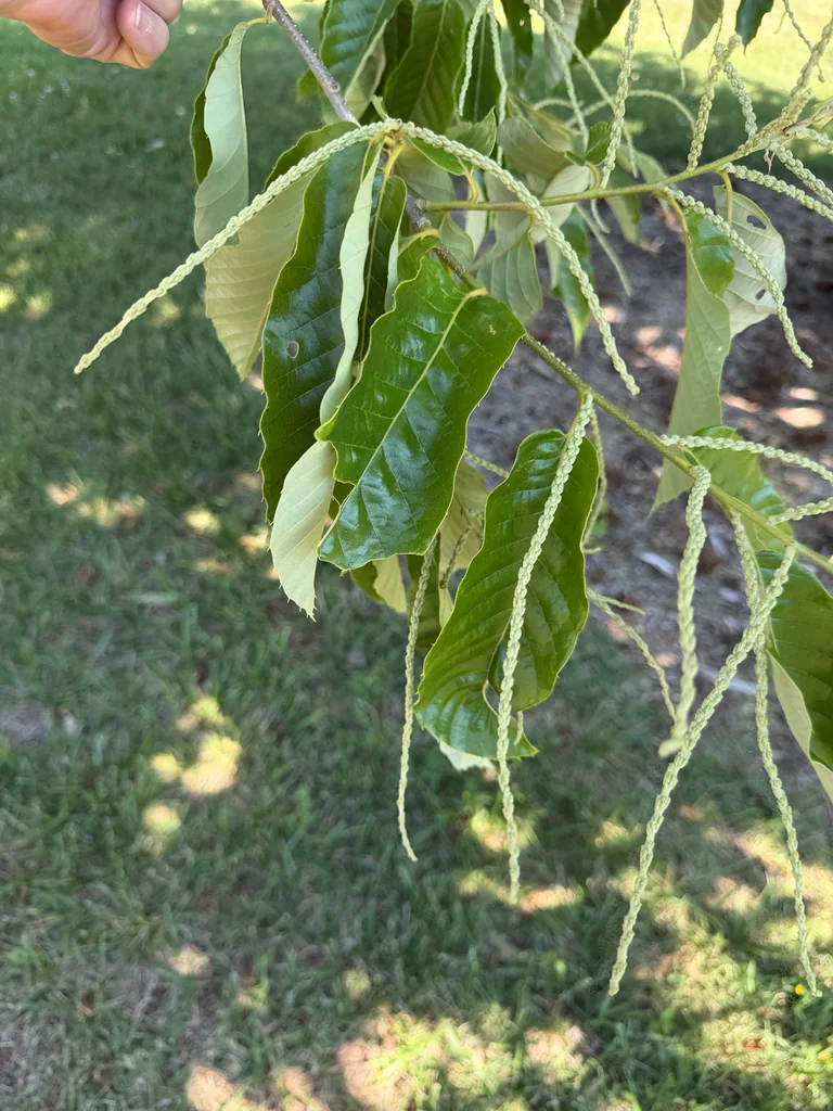 Castanea Mollissima