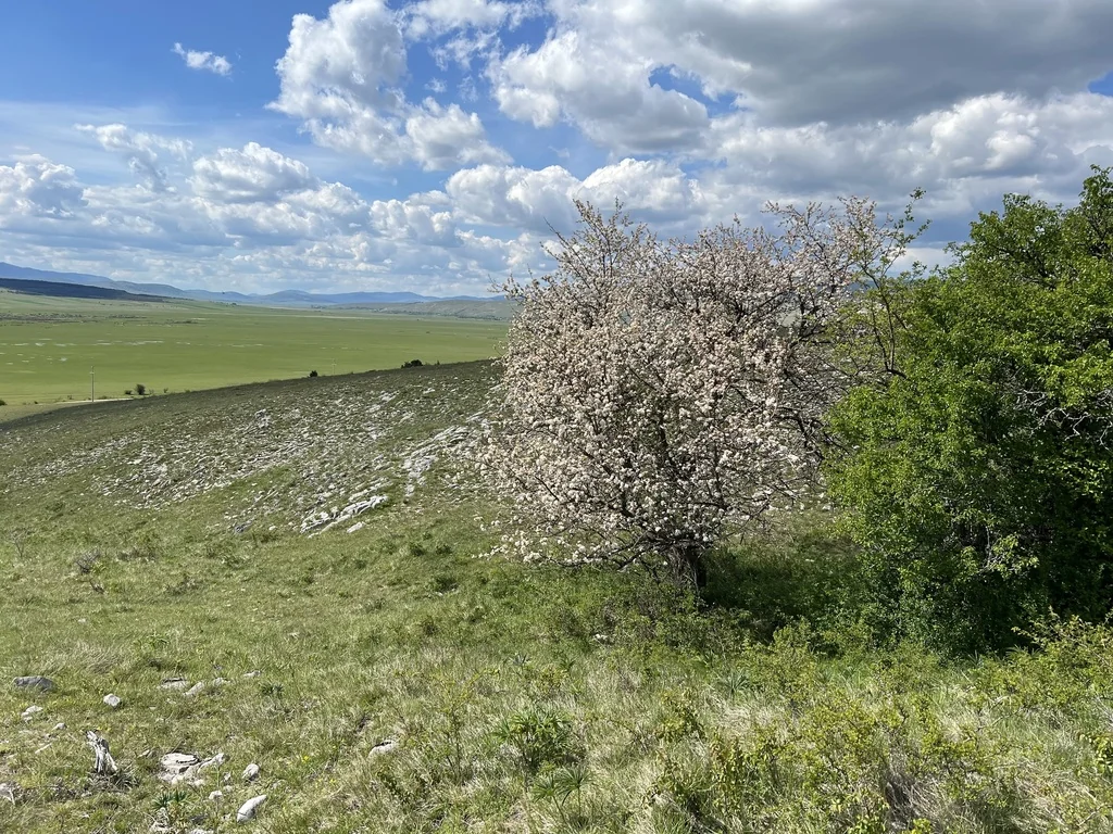 Malus Sylvestris