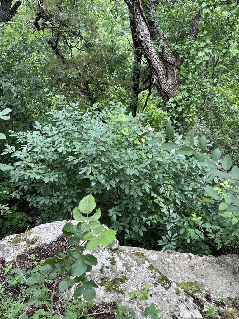 Rhamnus Caroliniana