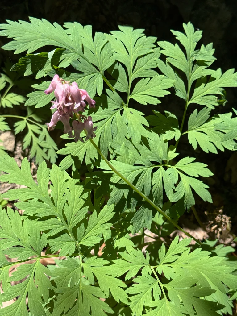Dicentra Eximia