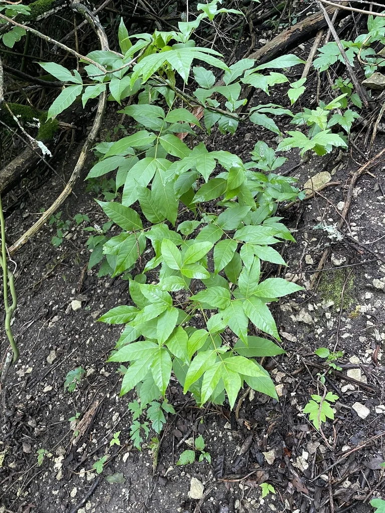 Ungnadia Speciosa
