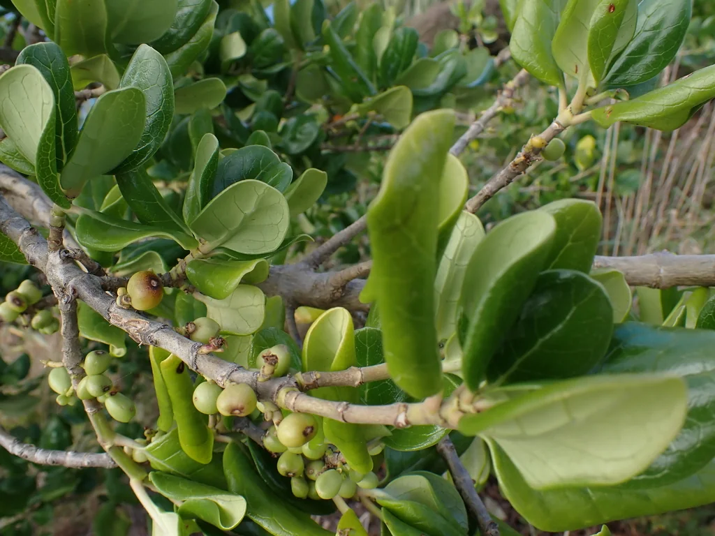 Coprosma repens