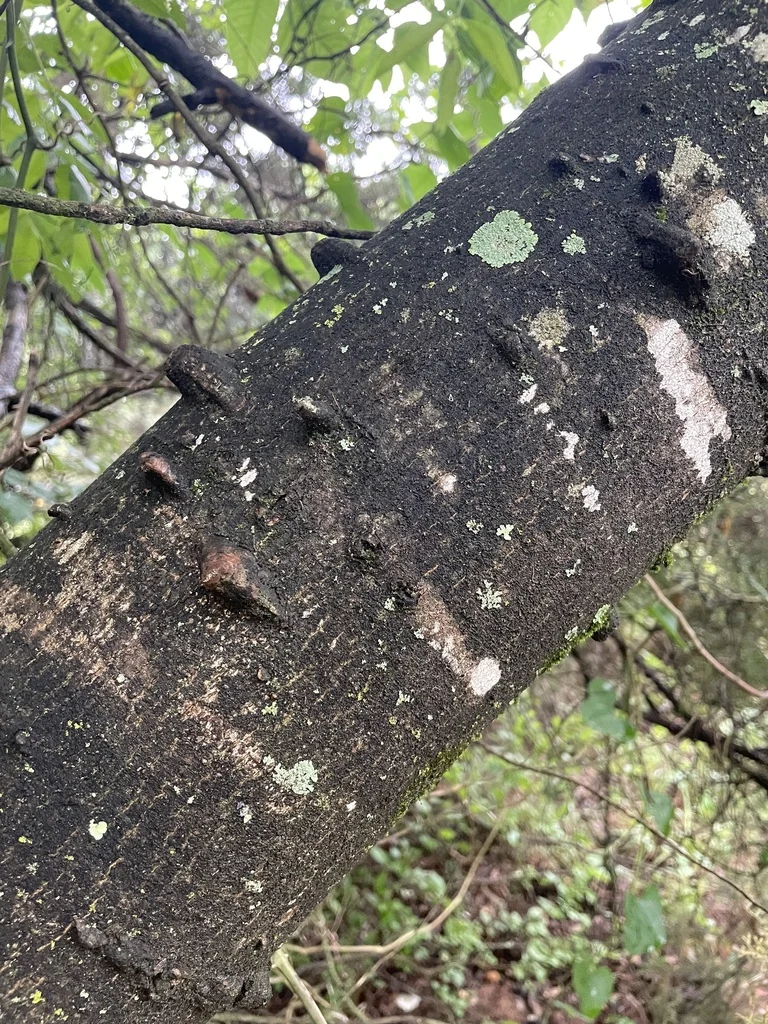 Zanthoxylum Clava-Herculis