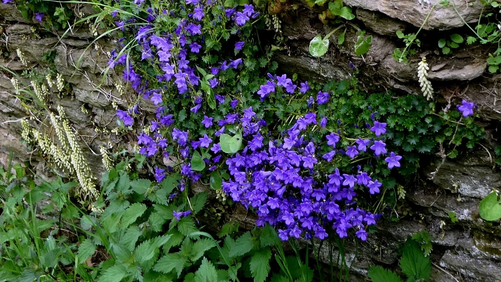 Campanula Portenschlagiana