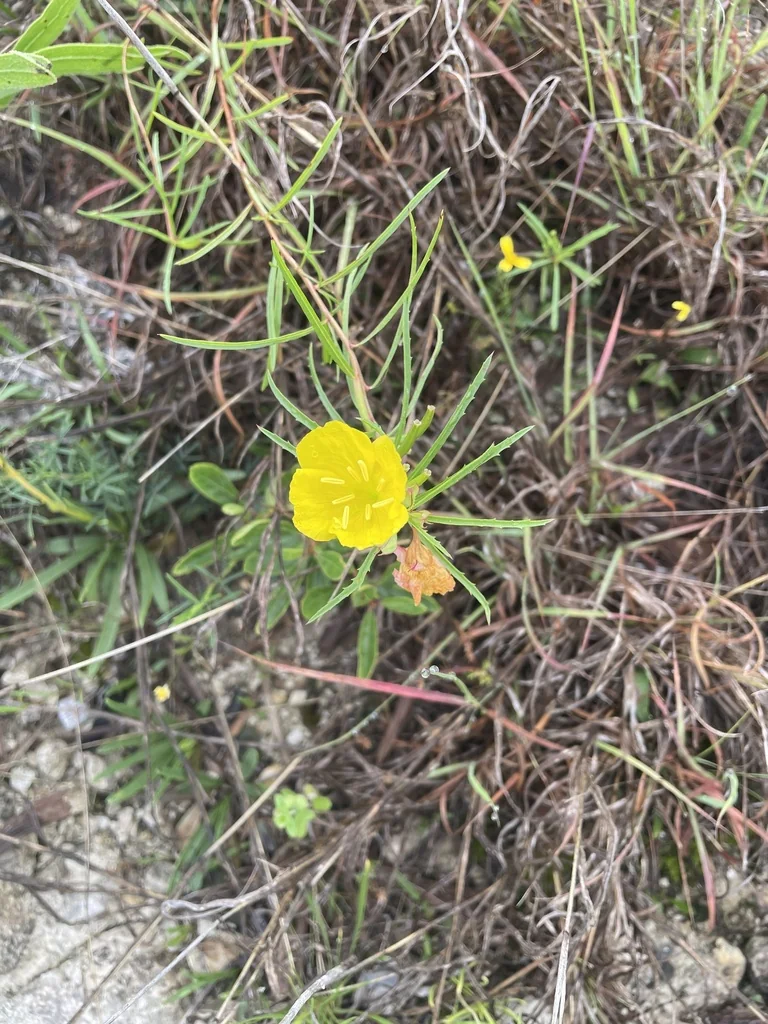 Calylophus Berlandieri