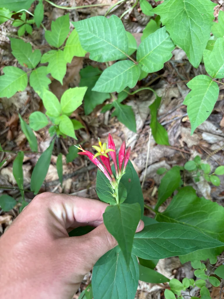 Spigelia marilandica