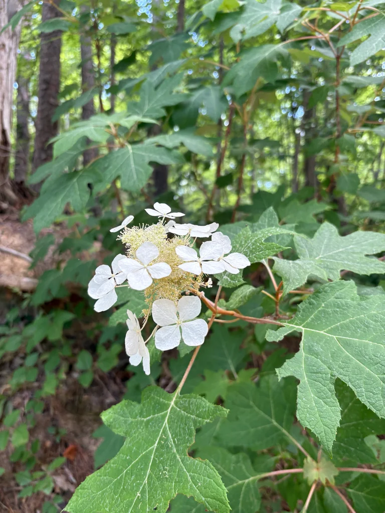 Hydrangea quercifolia