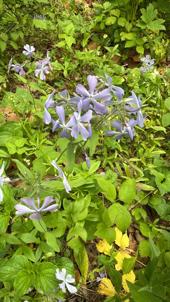 Phlox Divaricata