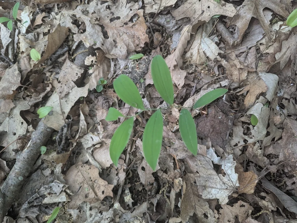 Uvularia Sessilifolia