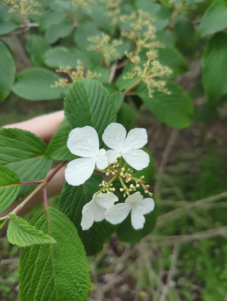 Viburnum Plicatum