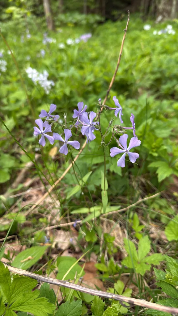 Phlox Divaricata