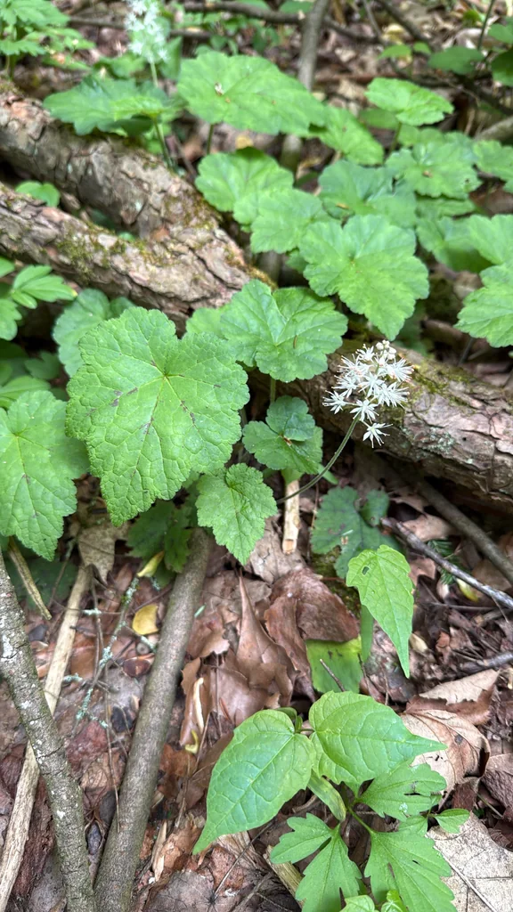 Tiarella Cordifolia