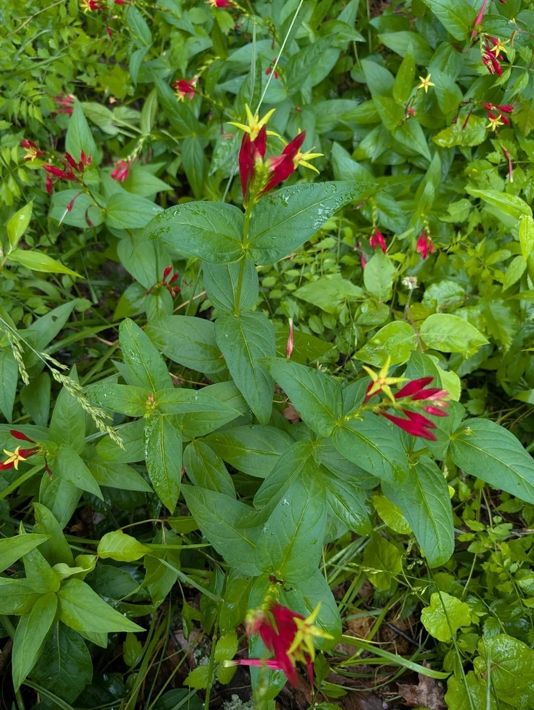 Spigelia marilandica