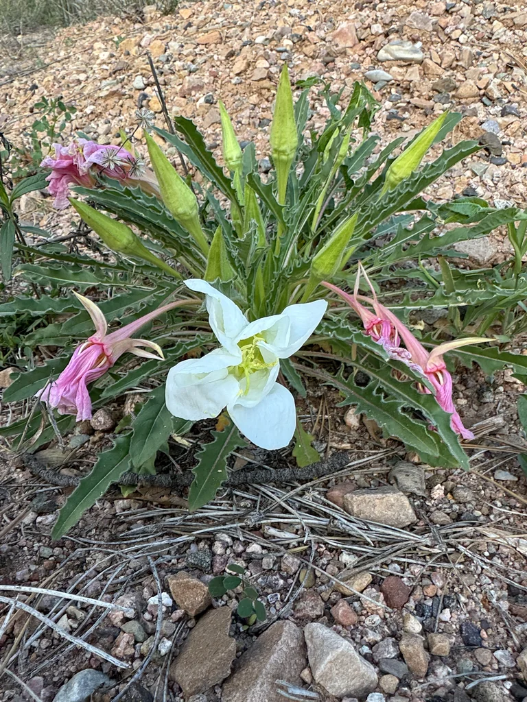 Oenothera Caespitosa