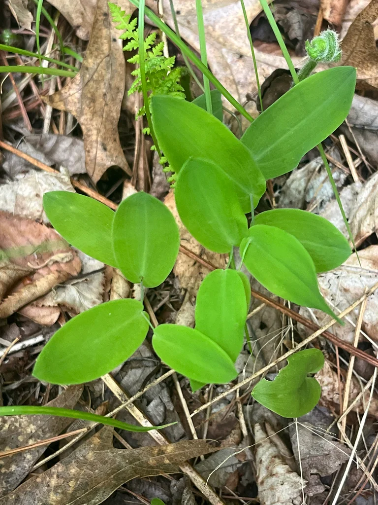 Uvularia Perfoliata