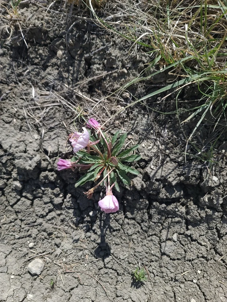 Oenothera Caespitosa