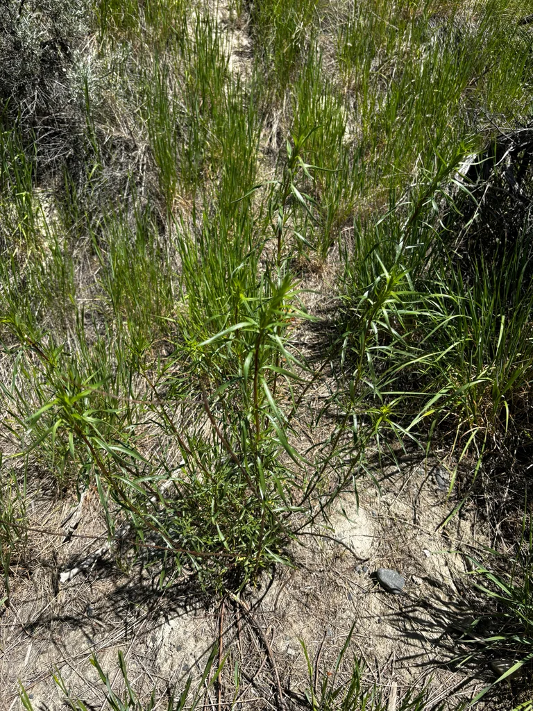 Artemisia Dracunculus