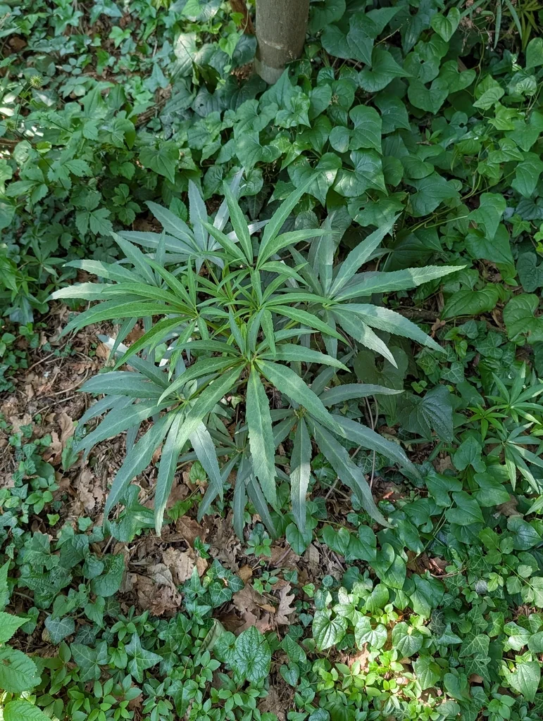 Helleborus Foetidus