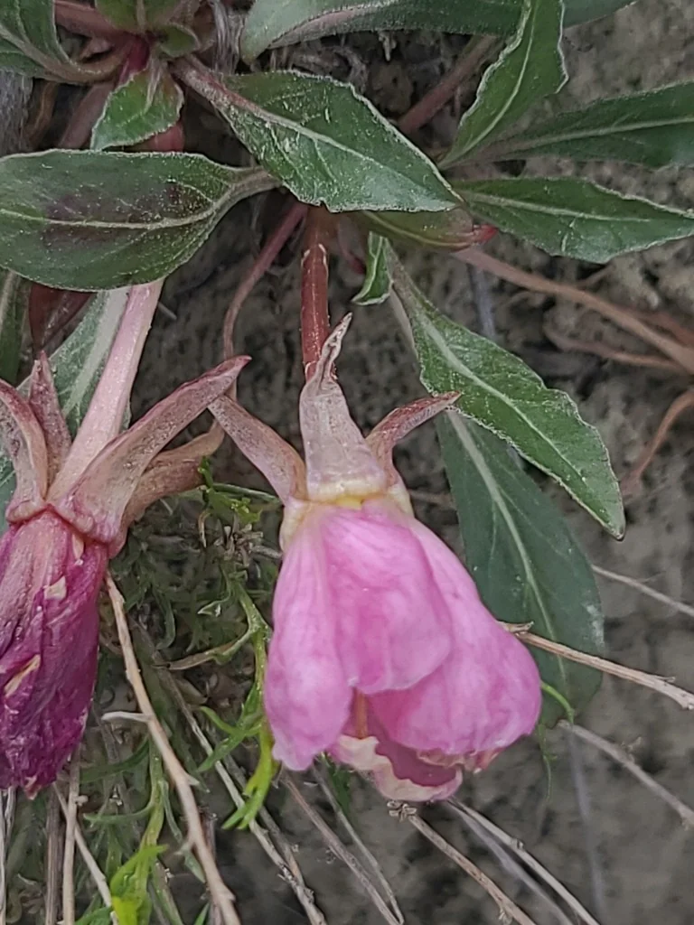 Oenothera Caespitosa