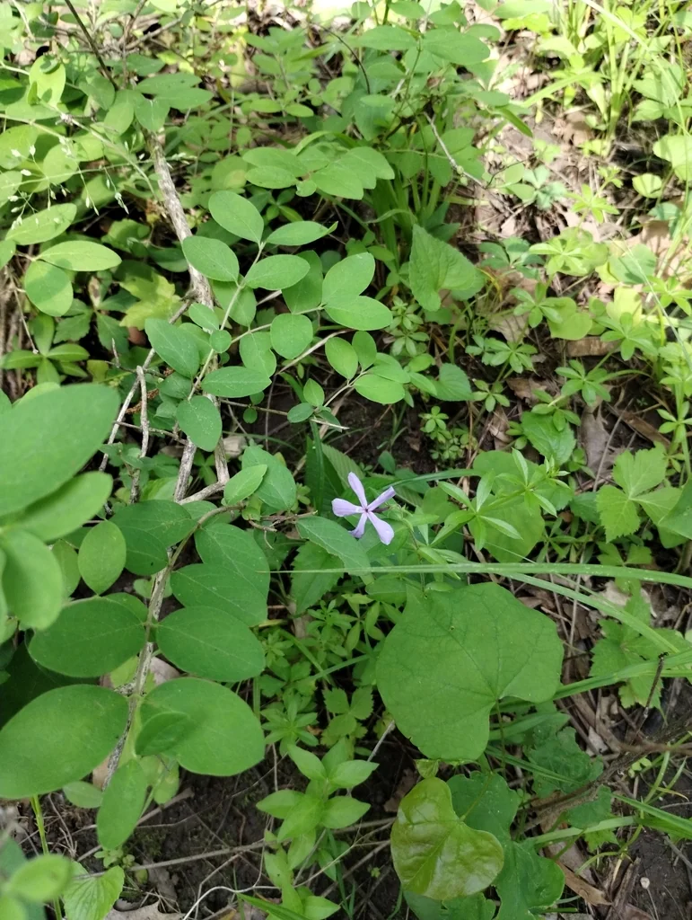 Phlox Divaricata