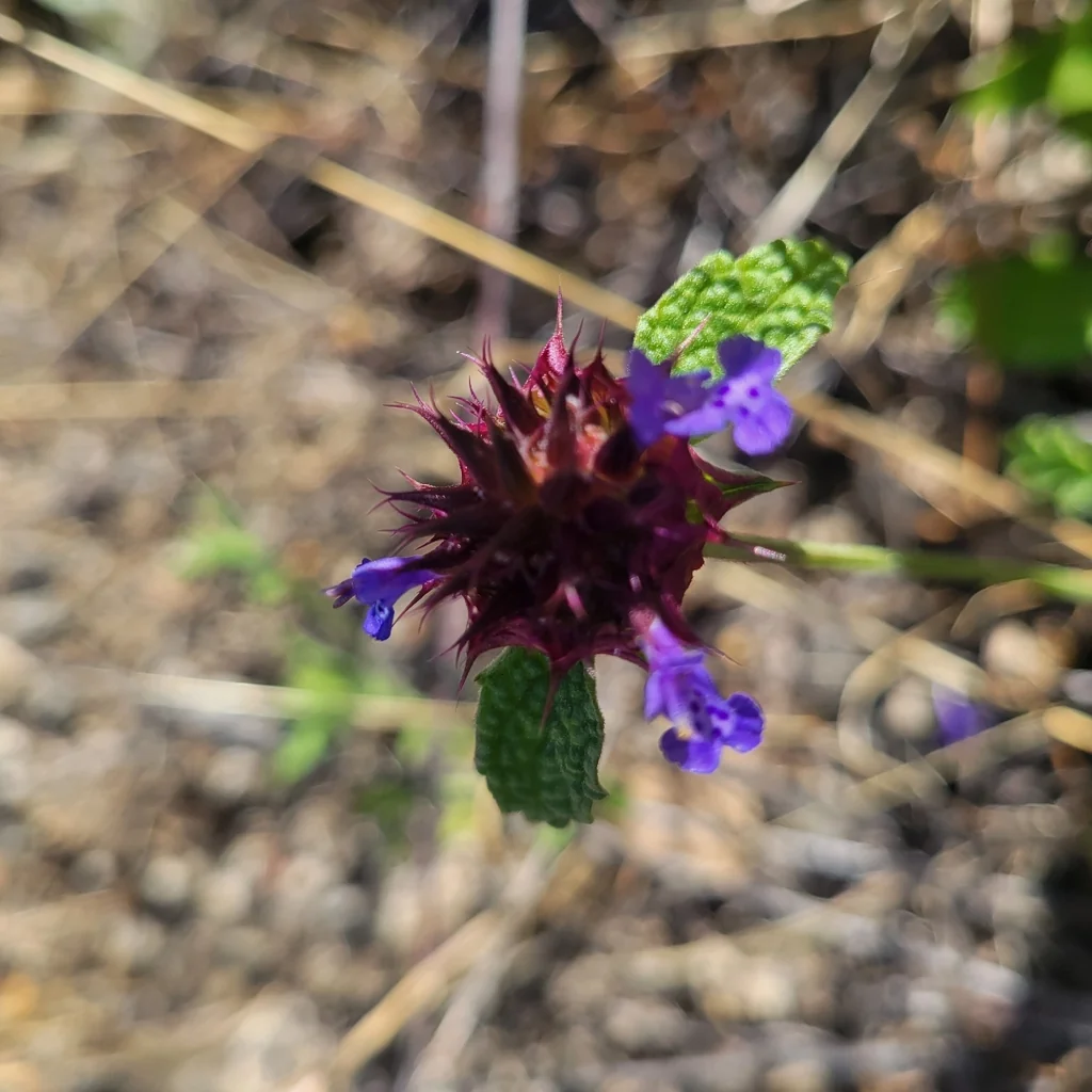 Salvia Columbariae
