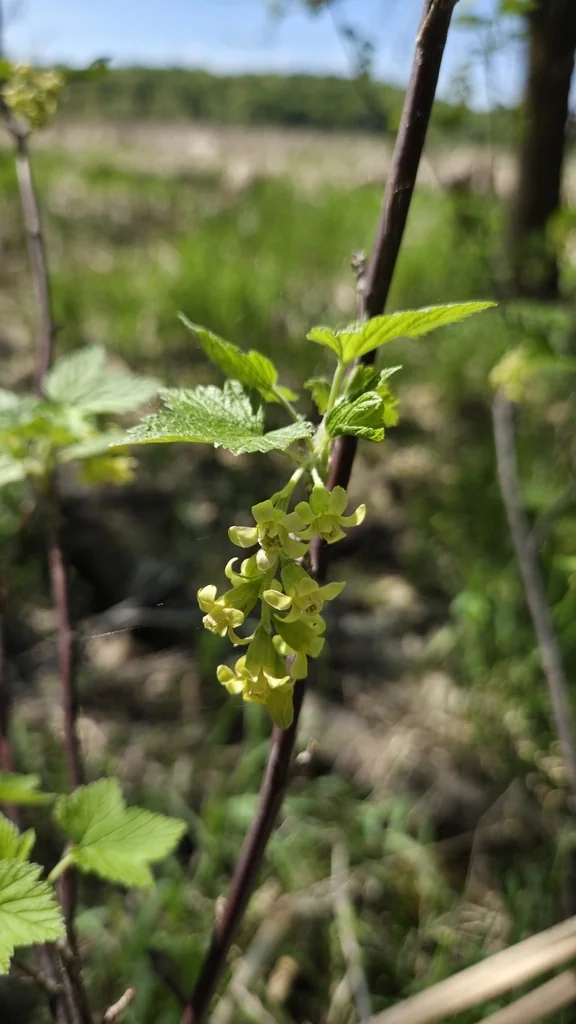 Ribes Americanum