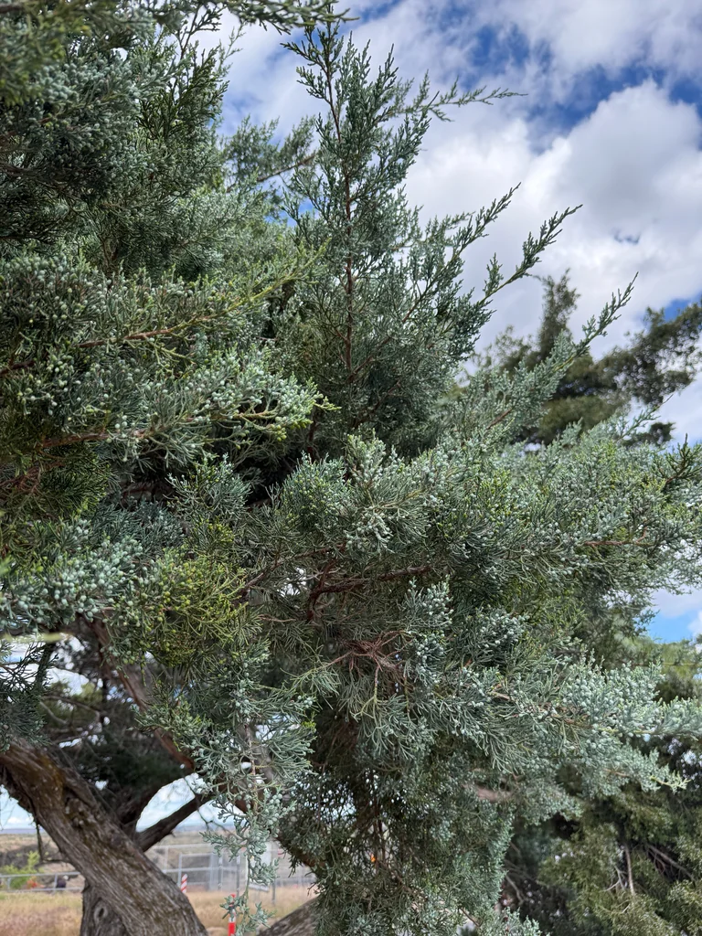 Juniperus Occidentalis