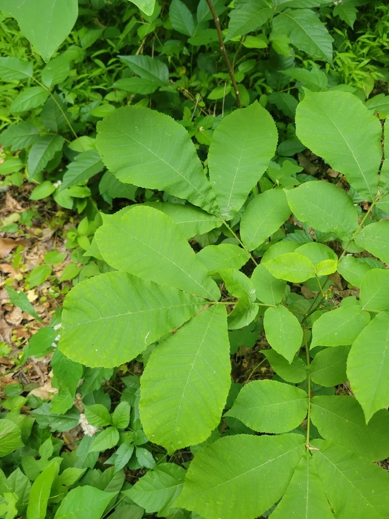 Carya Cordiformis