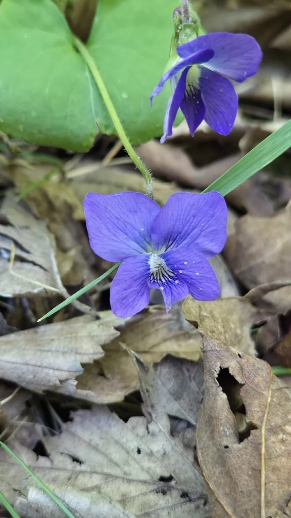Viola Sororia
