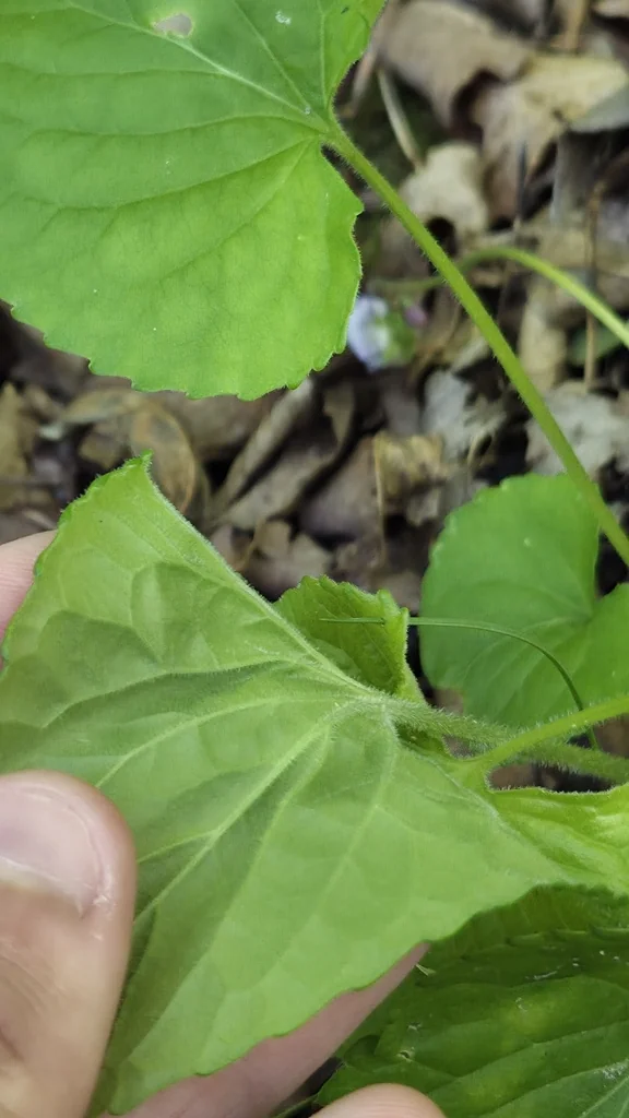 Viola Sororia