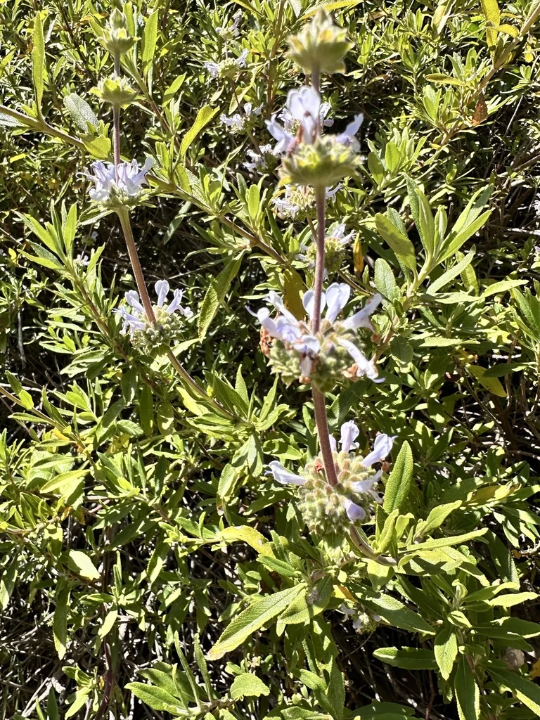 Salvia Mellifera